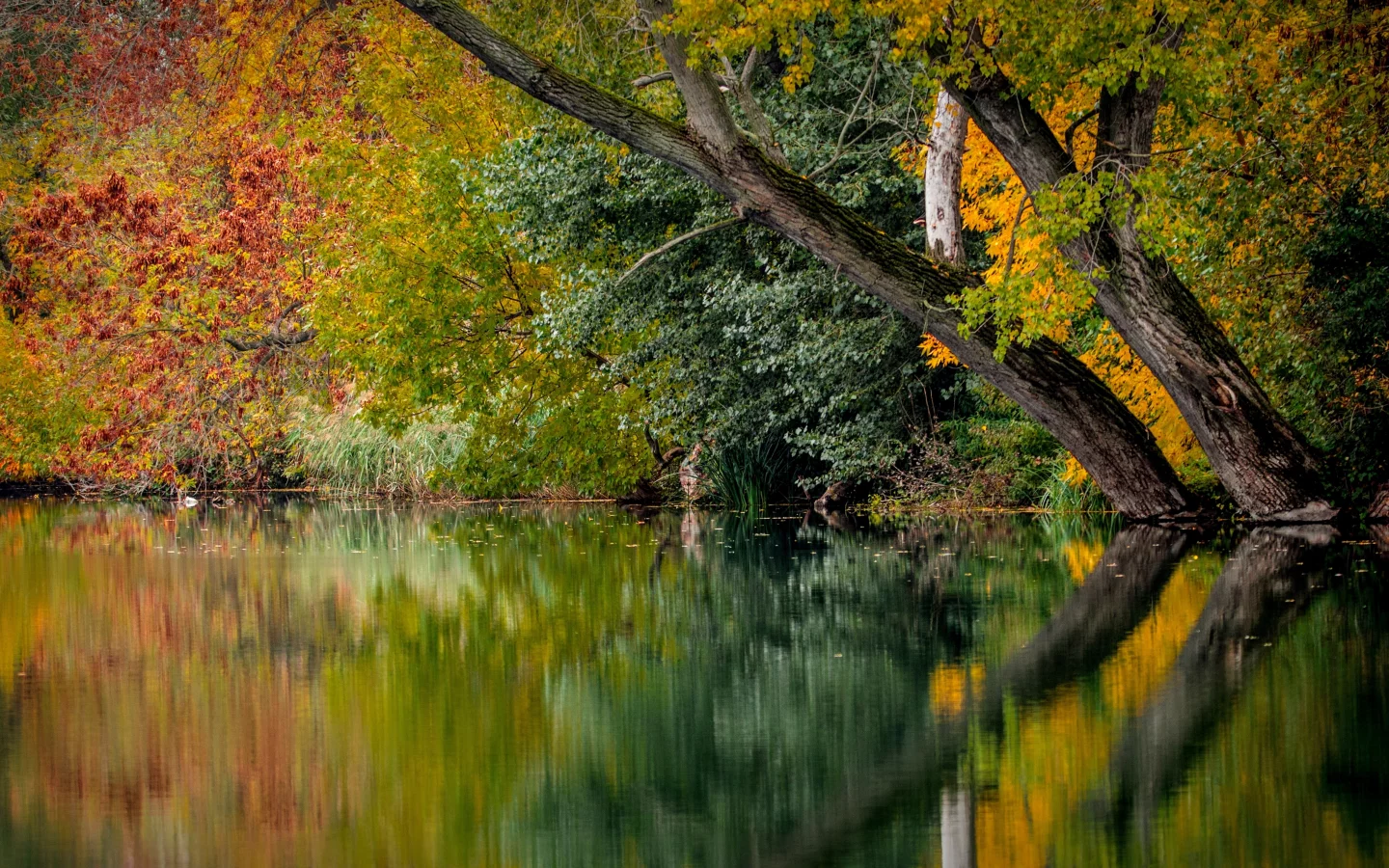 лес, вода