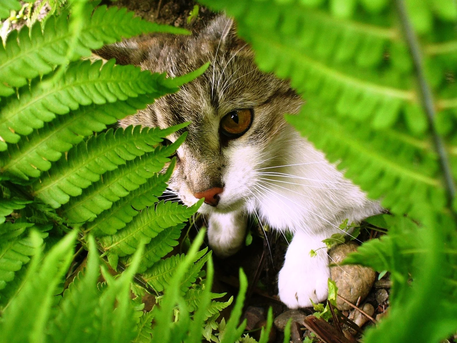 кошка, взгляд, животное