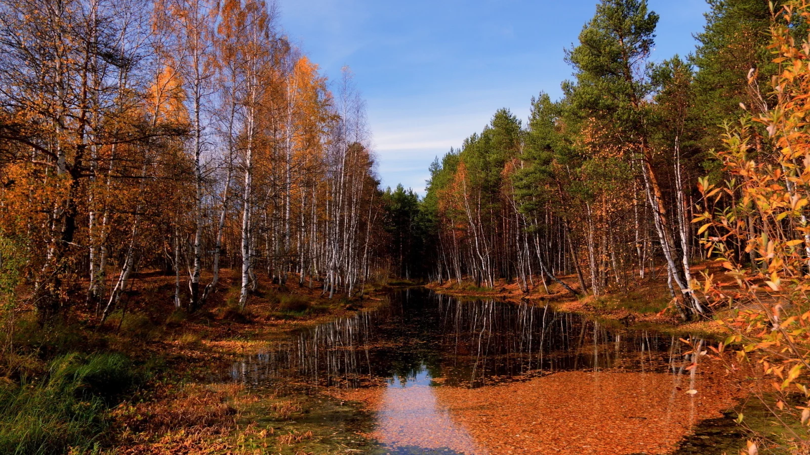 лес, вода, осень