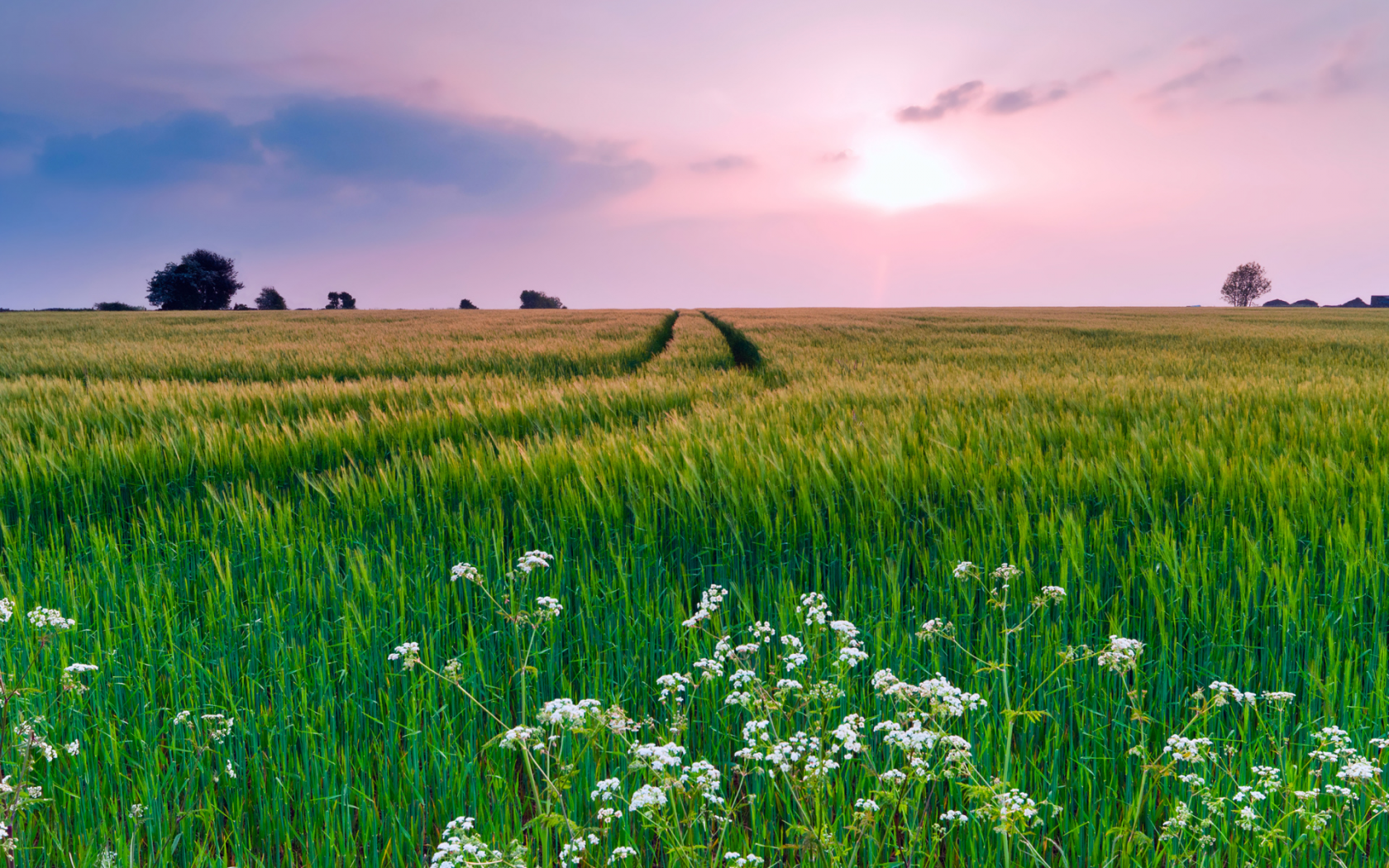 Путнин пшеничное поле
