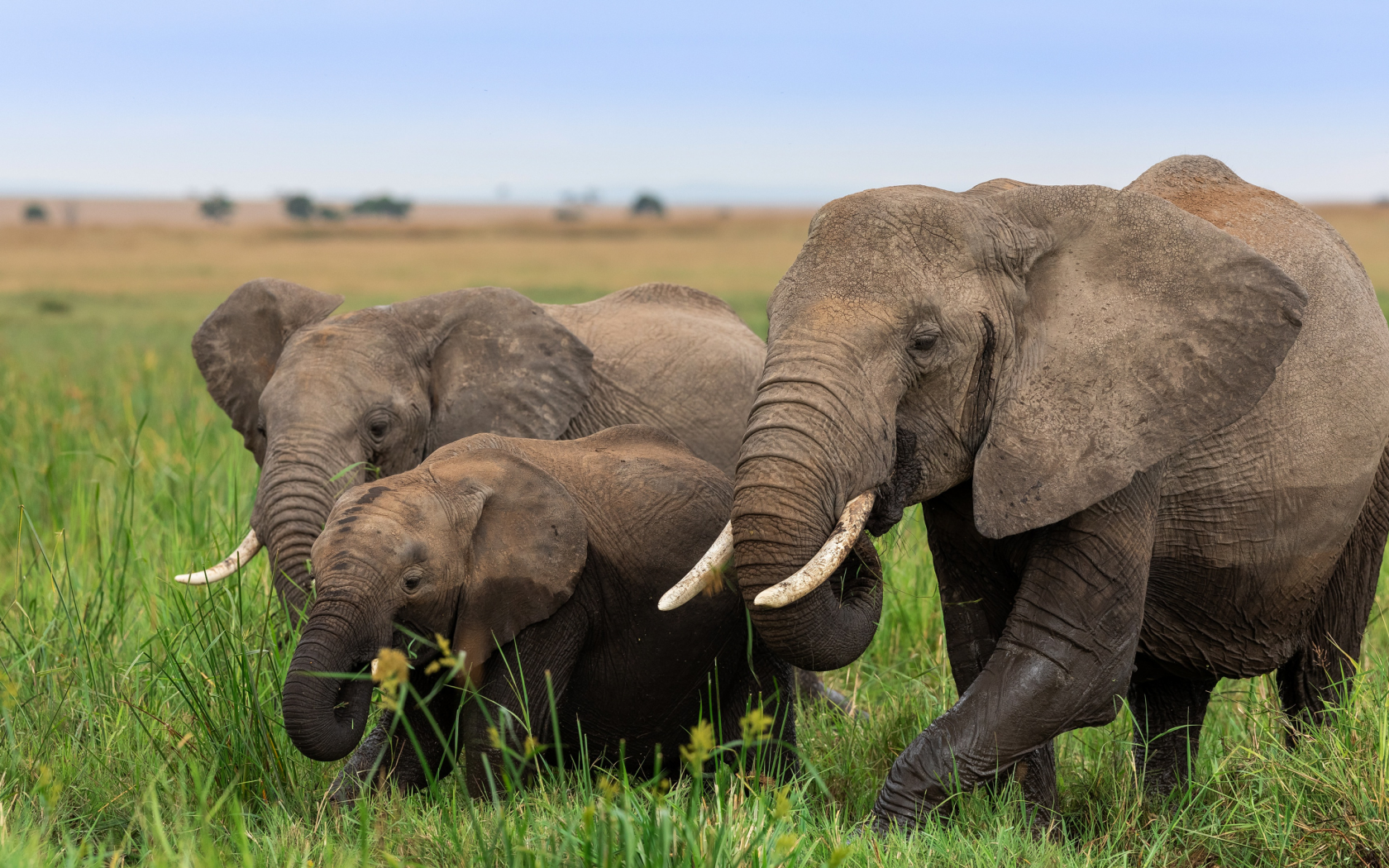 слоны, семья