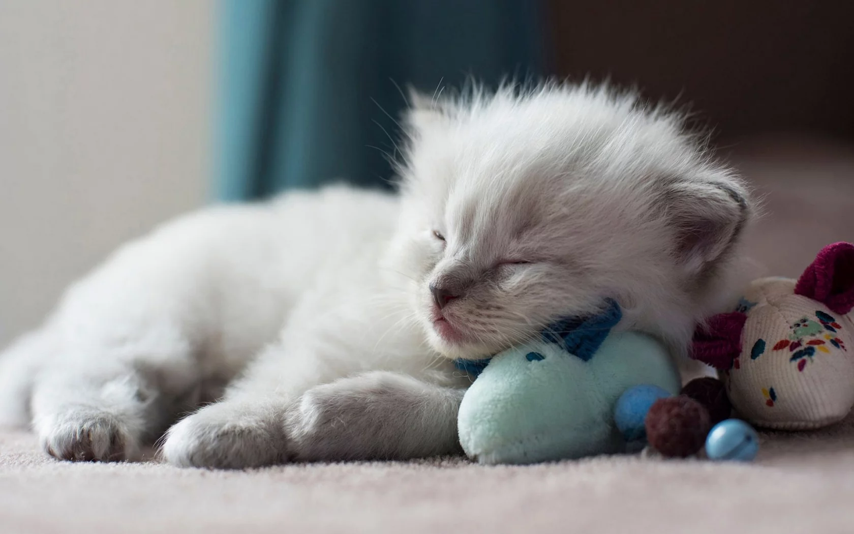 котёнок, маленький, спит