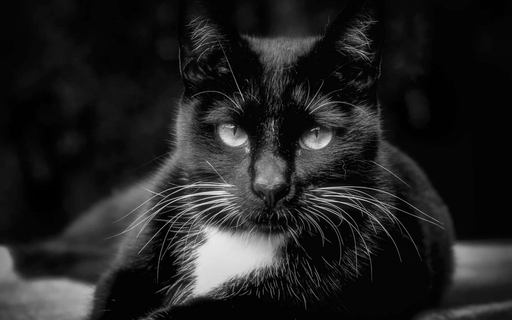 кот, чёрный, взгляд, животное