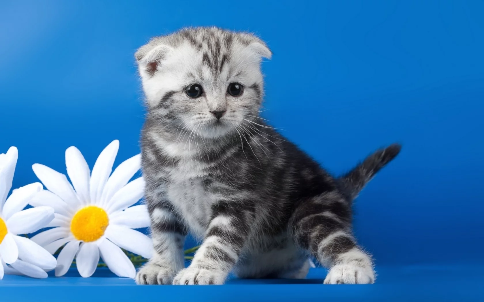 котёнок, маленький, вислоухий