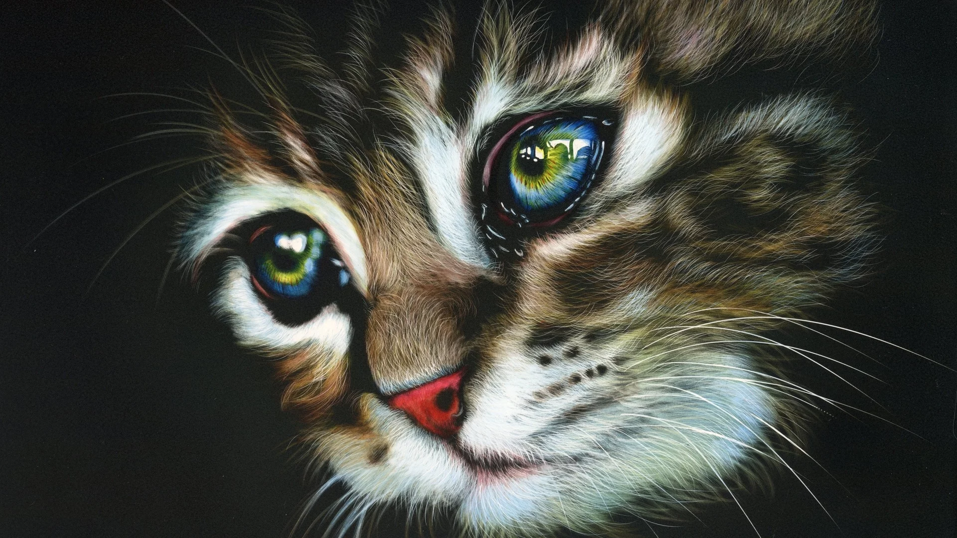 кот, фон