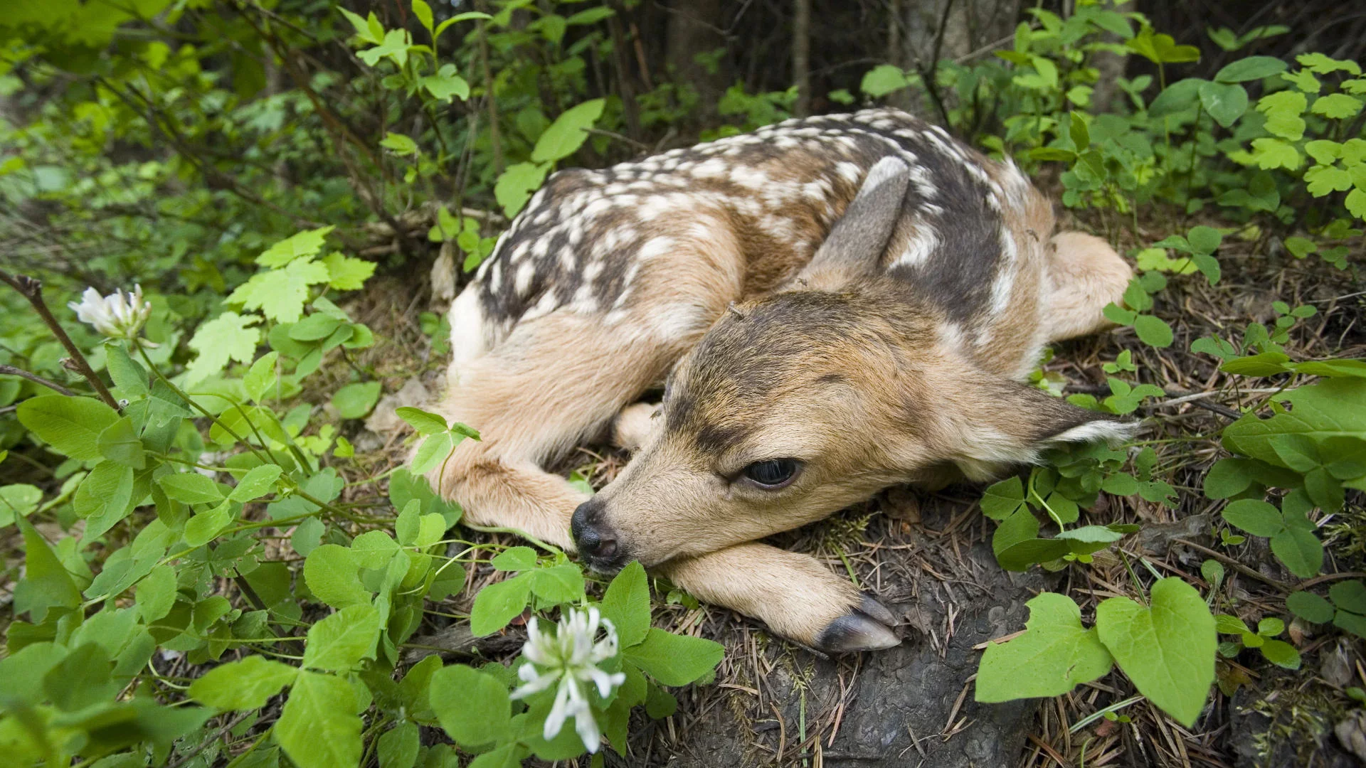 оленёнок, листья