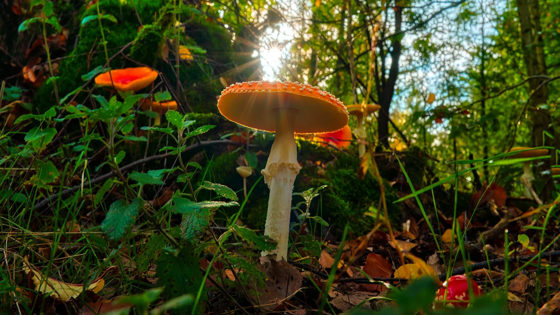 лес, мухомор