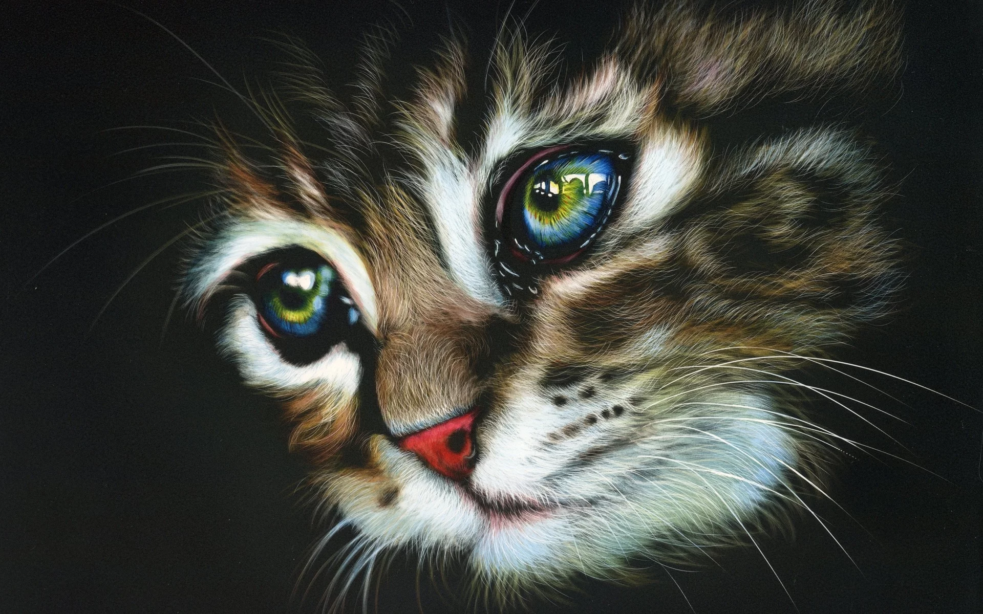 кот, фон