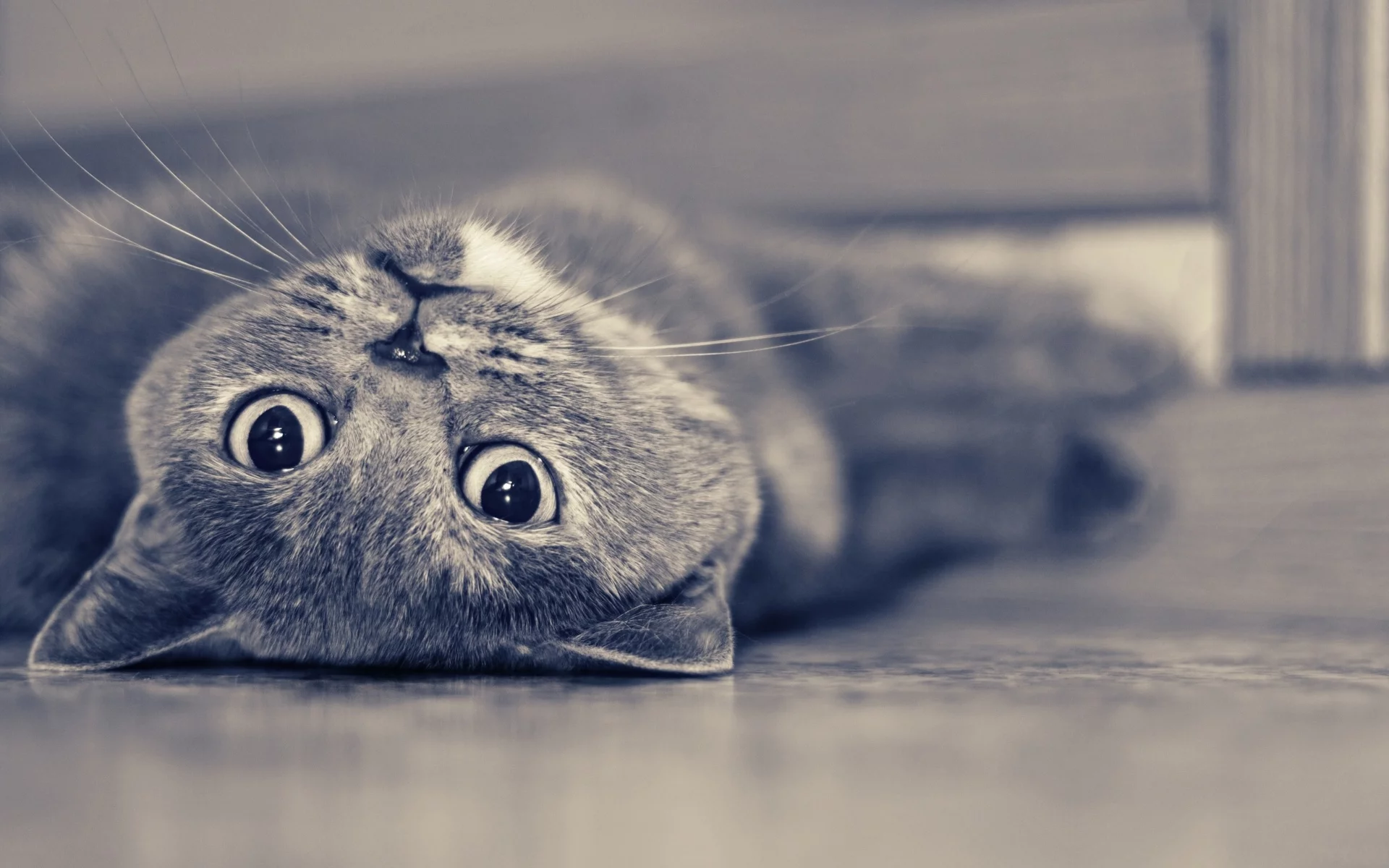 кот, взгляд, животное