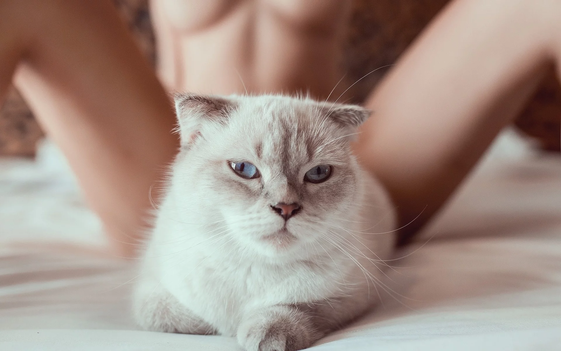 кошка, киска, взгляд, девушка, ножки