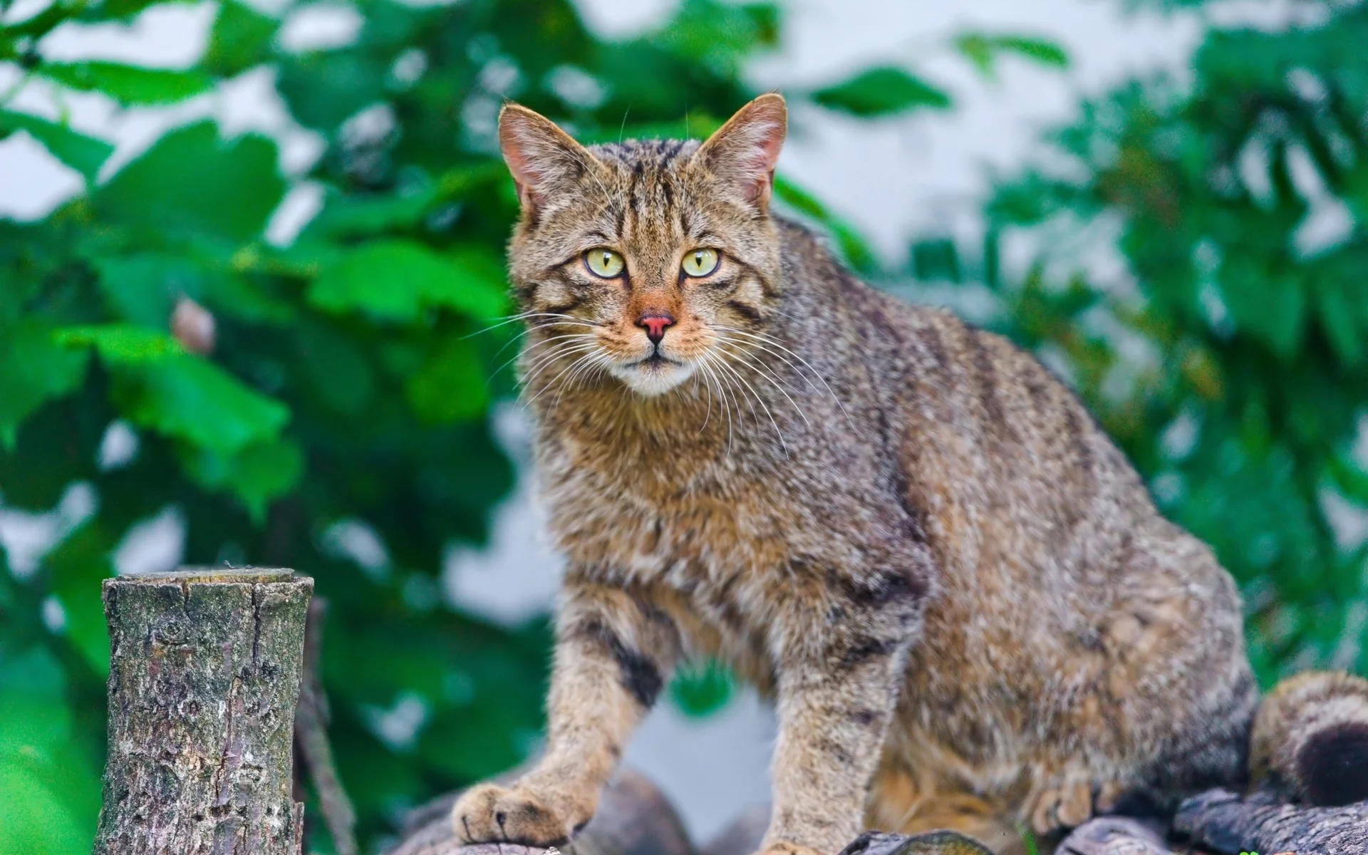 кот, взгляд, животное