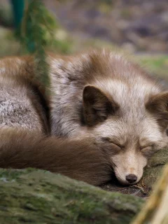 лиса, животные