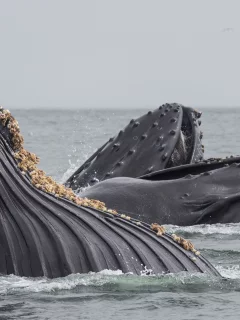 киты, море