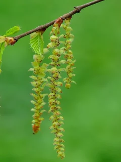 ветка, сережки