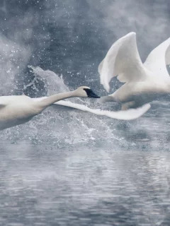 лебеди, вода