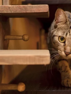 кот, взгляд, усы