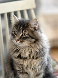 кошка, сидит, животное