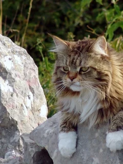 кот, животное, на природе