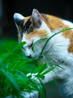кошка, животные, взгляд
