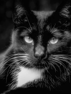 кот, чёрный, взгляд, животное