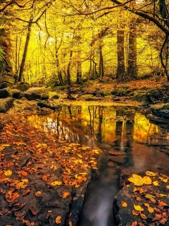 лес, деревья, река