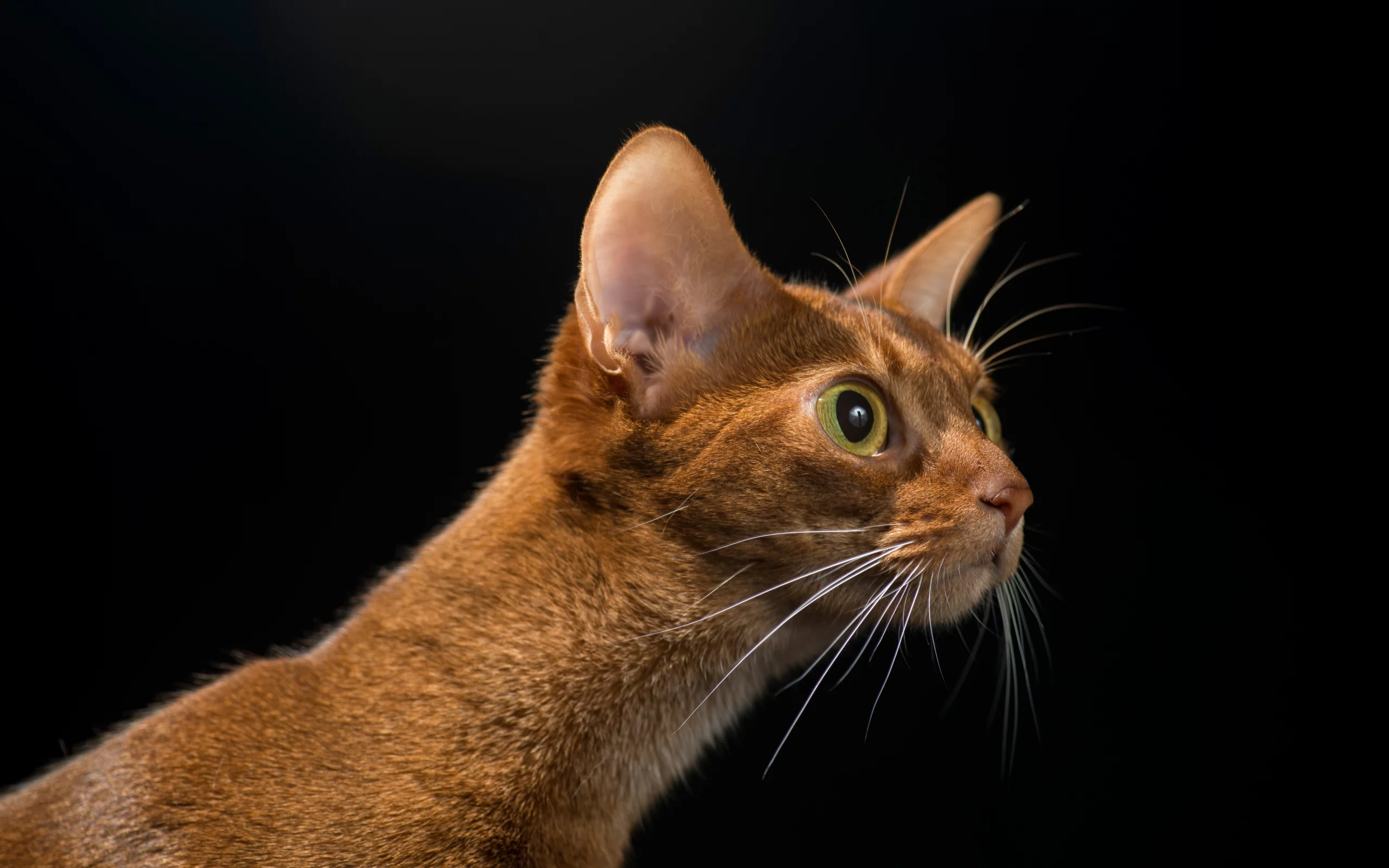 кошка, животные, взгляд