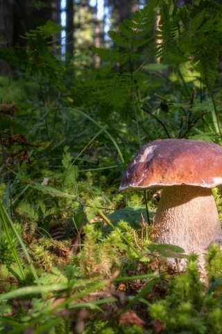 гриб, фон, природа