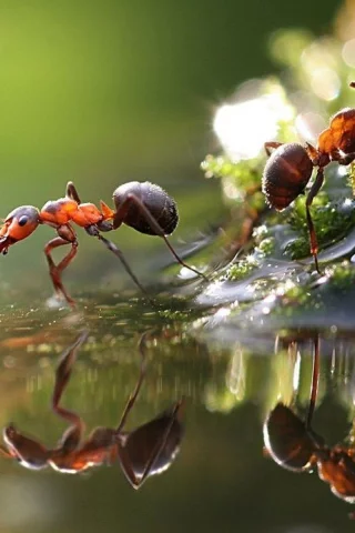 муравьи, вода