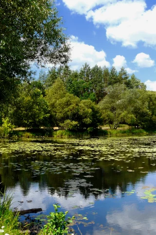 река, лес, облака