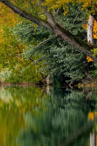 лес, вода