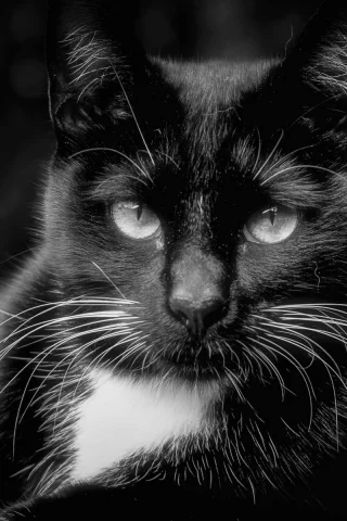 кот, чёрный, взгляд, животное
