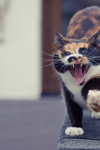 кошка, животные, лапа, зевает