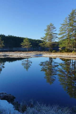 лес, река