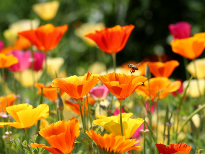 эшшольция, калифорнийский мак, пчела, цветы