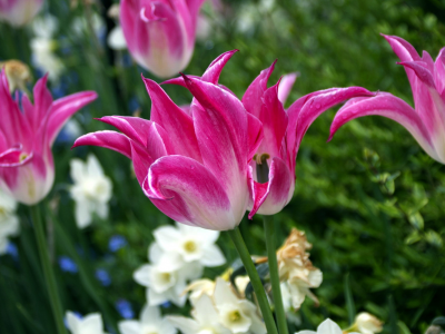 тюльпаны, розовые тюльпаны, весна