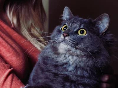 кошка, животные, взгляд
