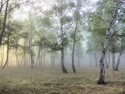 роща, туман