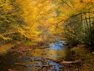 осень, лес, вода