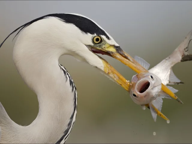 цапля, рыбка