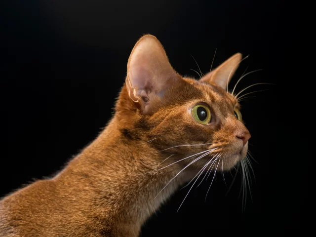 кошка, животные, взгляд