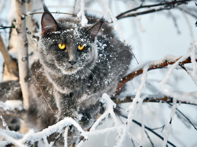 кот, взгляд, усы