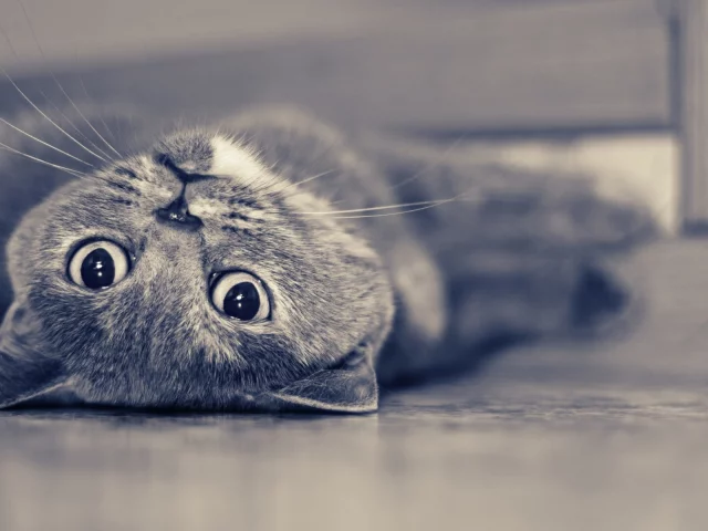 кот, взгляд, животное