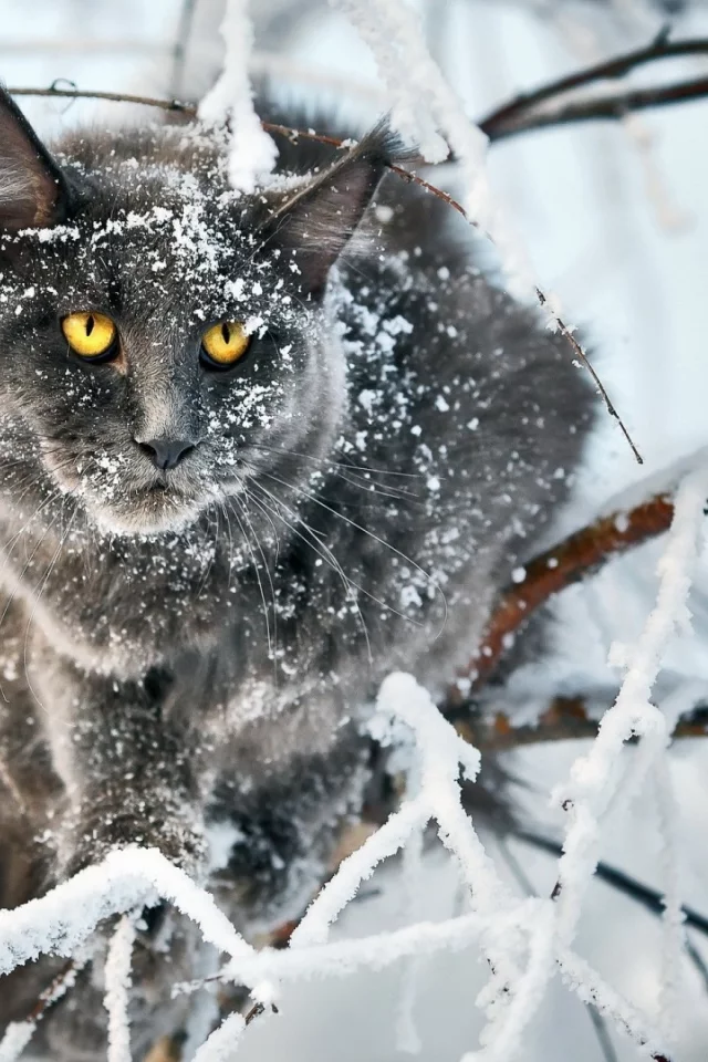 кот, взгляд, усы