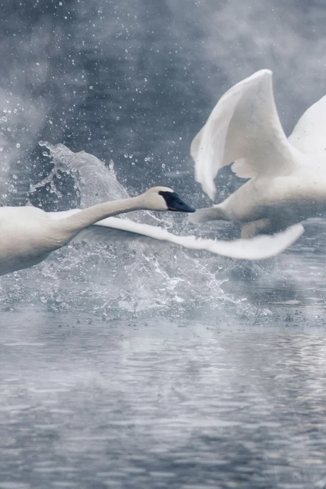 лебеди, вода
