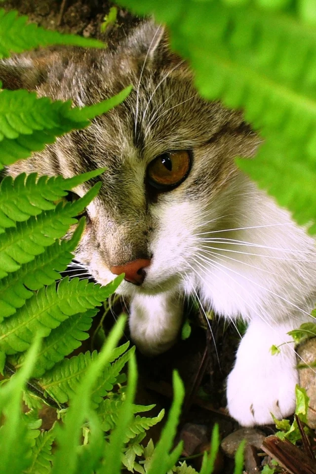 кошка, взгляд, животное