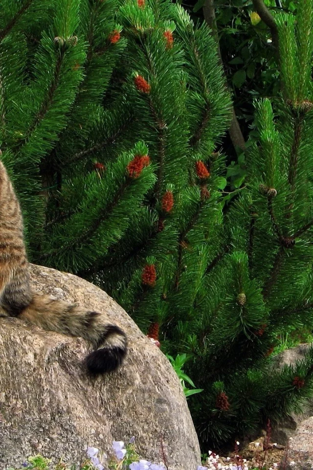 кот, взгляд, усы
