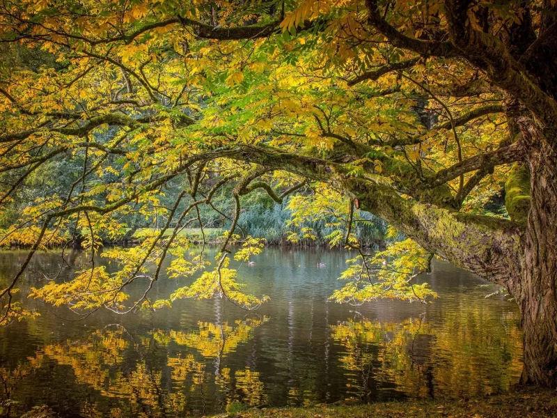 пейзаж, природа, красота