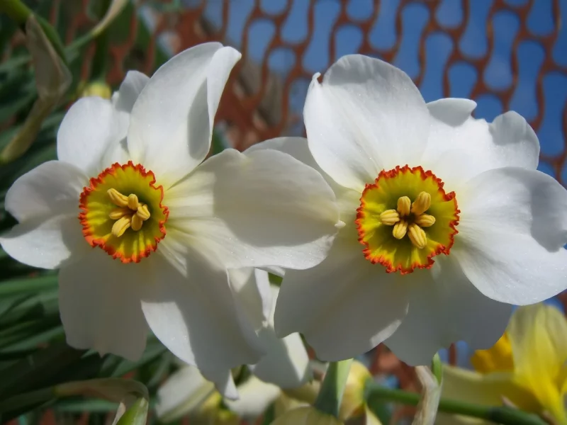 mamala, весна 2010, цветы