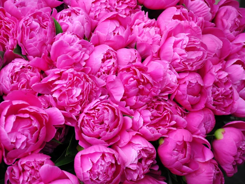 пионы, розовые пионы, цветы