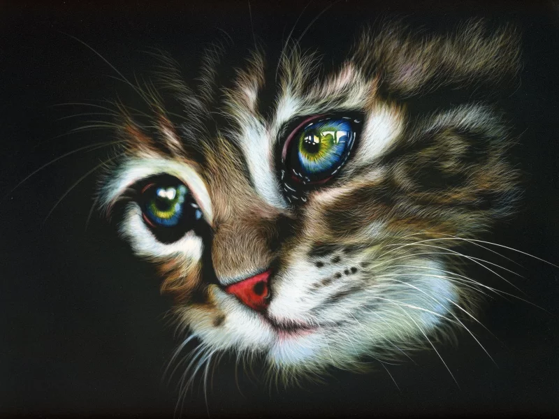 кот, фон